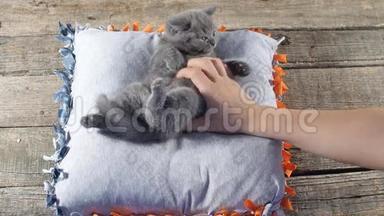 人类在枕头上抚摸小猫